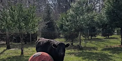 Animal & Nature Communication