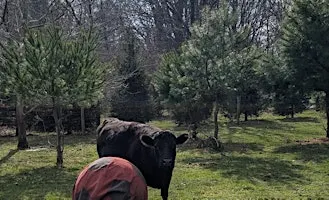 Animal & Nature Communication