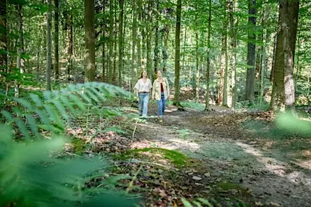 Early autumn hike in the beautiful Hallerbos close to Brussels! (22km)