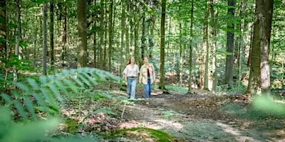 Early autumn hike in the beautiful Hallerbos close to Brussels! (22km)