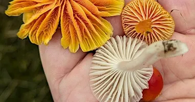 Fungi Foray