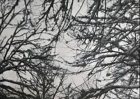 Reverie Baroque: Winter Dreams Remembered