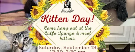 Kitten Pop Up