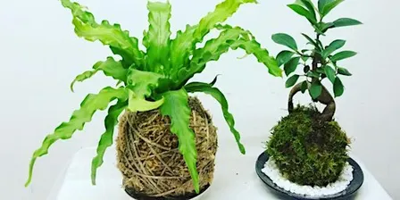 Kokedama workshop