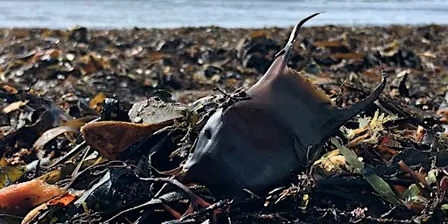 Discover Beachcombing at Kimmeridge