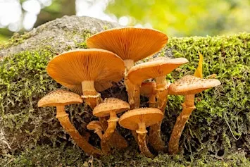 Fabulous Fungi Guided ID walk