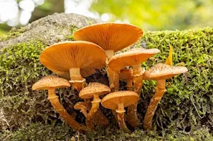 Fabulous Fungi Guided ID walk