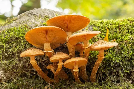Fabulous Fungi Guided ID walk