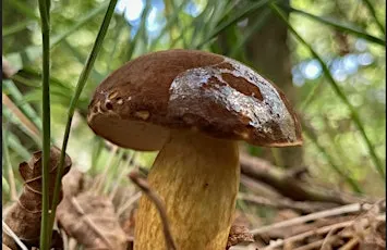 Foraging walks and fungi ID - Oct 17 - with Henrietta Fernandez