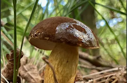 Foraging walks and fungi ID - Oct 17 - with Henrietta Fernandez