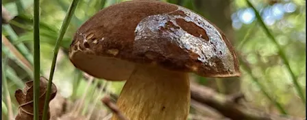 Foraging walks and fungi ID - Oct 17 - with Henrietta Fernandez