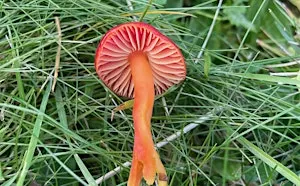 Foraging walks and fungi ID - September 26 - with Henrietta Fernandez