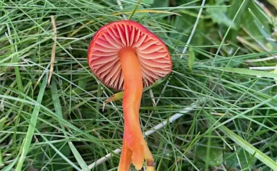 Foraging walks and fungi ID - September 26 - with Henrietta Fernandez