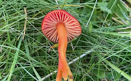 Foraging walks and fungi ID - September 26 - with Henrietta Fernandez