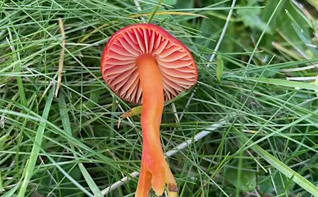 Foraging walks and fungi ID - September 26 - with Henrietta Fernandez