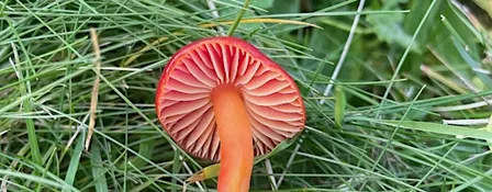 Foraging walks and fungi ID - September 26 - with Henrietta Fernandez