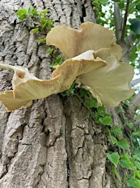 Foraging walks & fungi ID  - Oct 10 - with Henrietta Fernandez