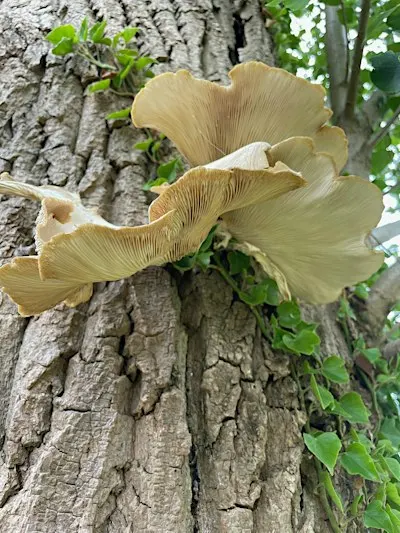 Foraging walks & fungi ID - Oct 10 - with Henrietta Fernandez