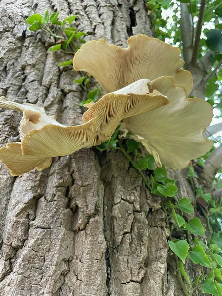 Foraging walks & fungi ID - Oct 10 - with Henrietta Fernandez