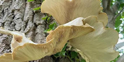 Foraging walks & fungi ID - Oct 10 - with Henrietta Fernandez