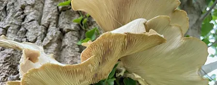 Foraging walks & fungi ID  - Oct 10 - with Henrietta Fernandez