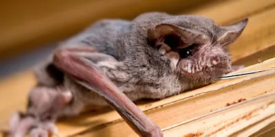 Bats! Of The RGV