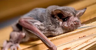 FREE Talk: "Bats of the RGV"