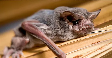 FREE Talk: "Bats of the RGV"