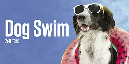 Dog Swim (Towson)