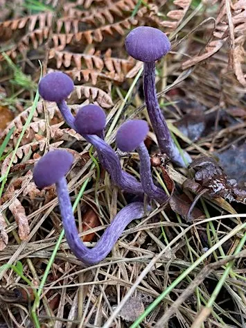 Foraging walks and fungi ID - November 7 - with Henrietta Fernandez