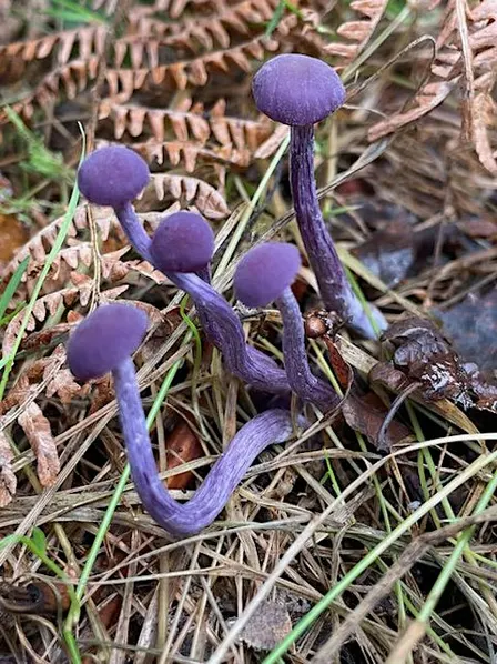 Foraging walks and fungi ID - November 7 - with Henrietta Fernandez
