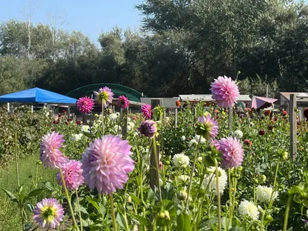Monterey Bay Chapter - Paint/Sculpt-Out at Common Roots Farm