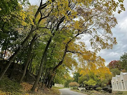 Fall Tree Walk at Elmwood Cemetery
