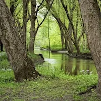 Pop-up Nature: MacQueen's River & Woodland Habitats