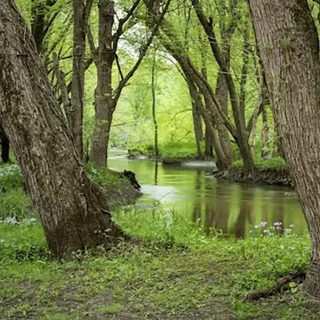 Pop-up Nature: MacQueen's River & Woodland Habitats