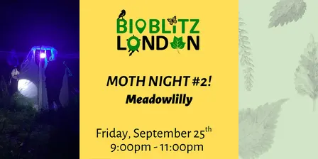 Moth Night #2 at Meadowlilly!