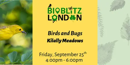 Birds and Bugs - Guided Walk in Kilally Meadows