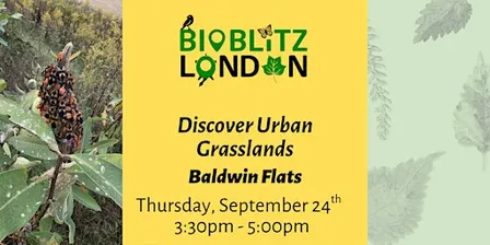 Discover Urban Grasslands - Baldwin Flats Guided Walk