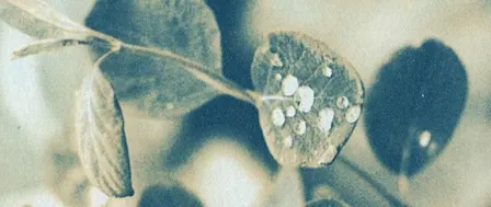 Duotone Cyanotypes