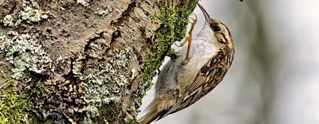 Bird Photography for Enthusiasts at Staveley