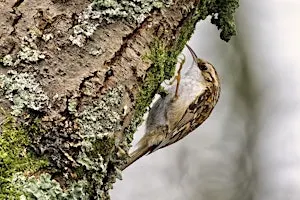 Bird Photography for Enthusiasts at Staveley