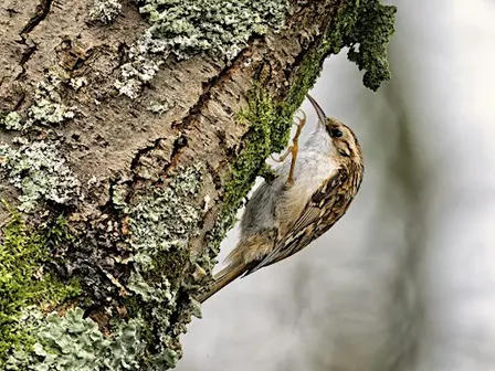 Bird Photography for Enthusiasts at Staveley