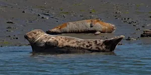 Seal Safari Boat Trip on Solar Heritage, Itchenor (100337035)