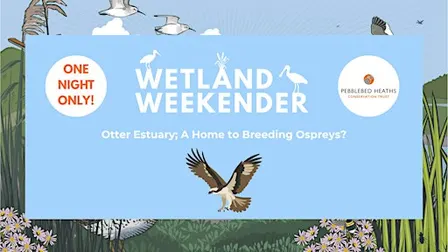 Otter Estuary; A Home to Breeding Ospreys?