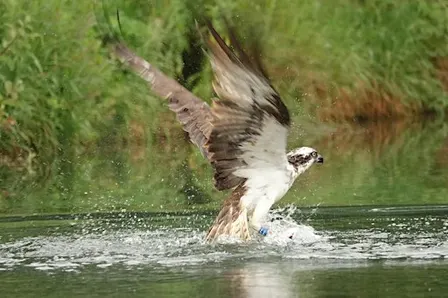 By design: rebuilding a home for Norfolk's ospreys