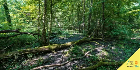 Alla scoperta del bosco Sacile
