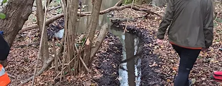 Nature's engineers: what beavers can teach us about design
