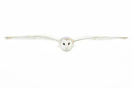 Beyond the sharp shot: wildlife photography as art