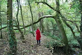 Reserve Walk - Box Wood and Stuart Fawkes Nature Reserve