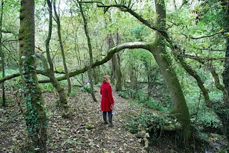 Reserve Walk - Box Wood and Stuart Fawkes Nature Reserve